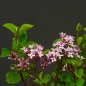 Preview: Fingerstrauch, rosa, Potentilla